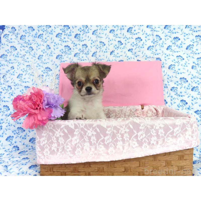 成約済の千葉県のチワワ(ロングコート)-418479の8枚目