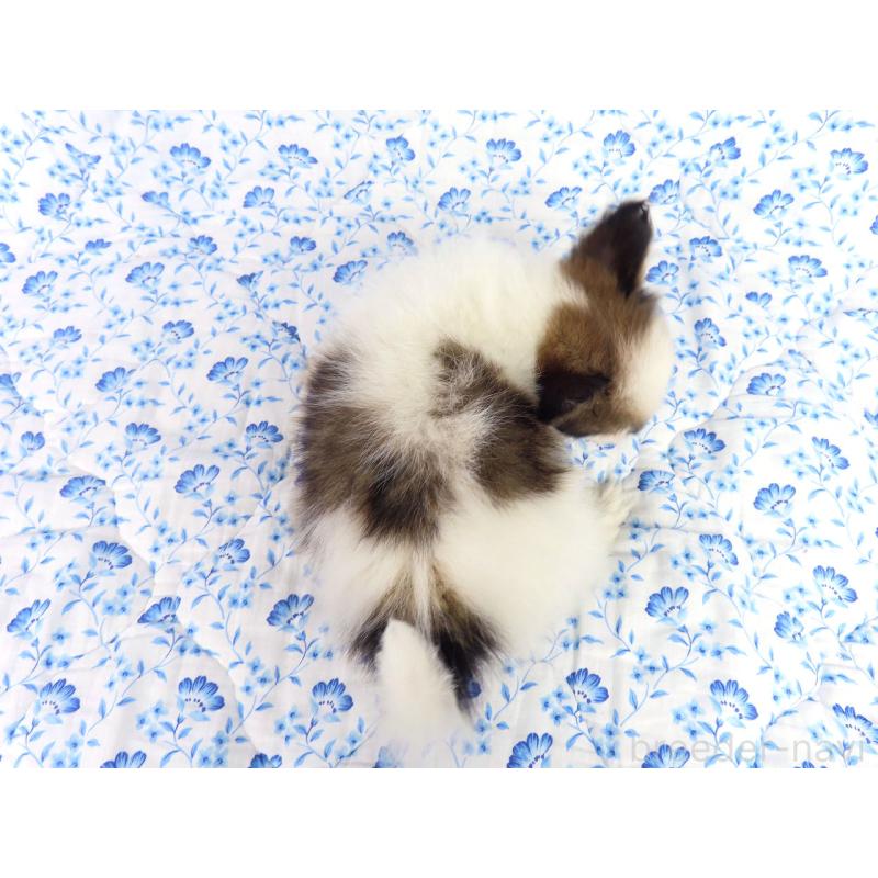 成約済の千葉県のパピヨン-418487の12枚目