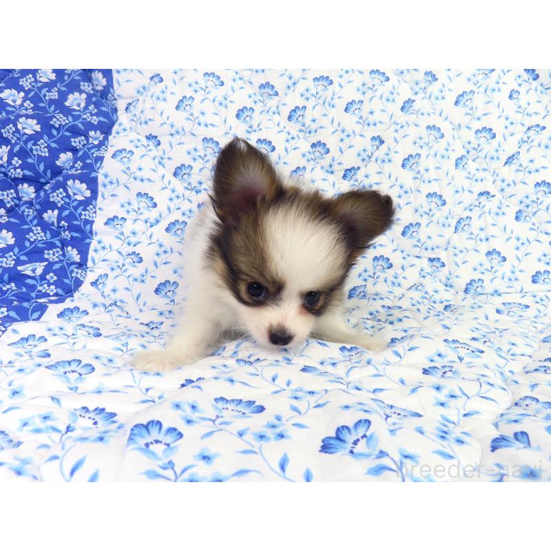 成約済の千葉県のパピヨン-418487の11枚目