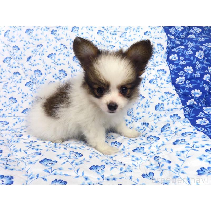 成約済の千葉県のパピヨン-418487の10枚目