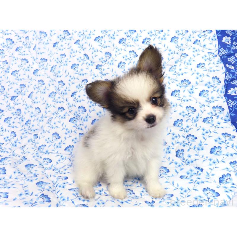 成約済の千葉県のパピヨン-418487の9枚目