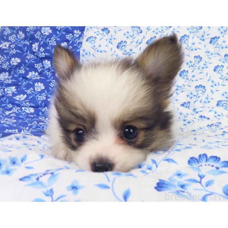 成約済の千葉県のパピヨン-418487の8枚目