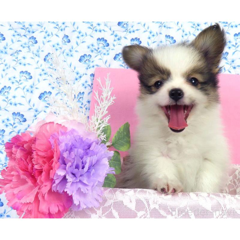 成約済の千葉県のパピヨン-418487の7枚目