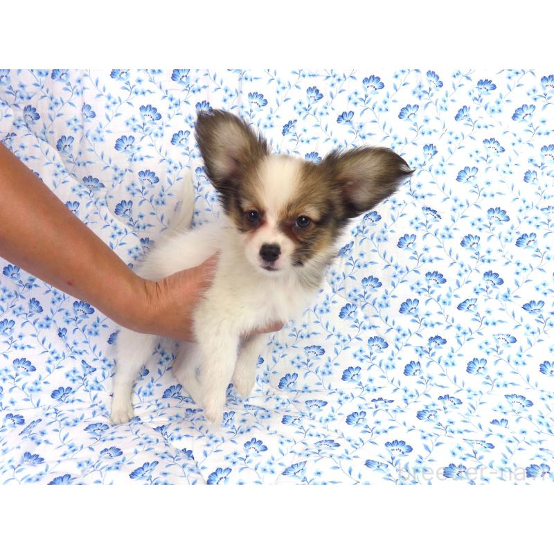 販売中の千葉県のパピヨン-416477の4枚目