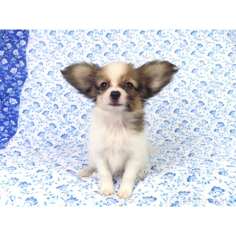 販売中の千葉県のパピヨン-416477の3枚目