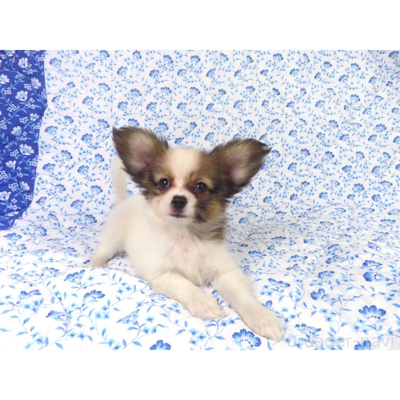 販売中の千葉県のパピヨン-416477の2枚目