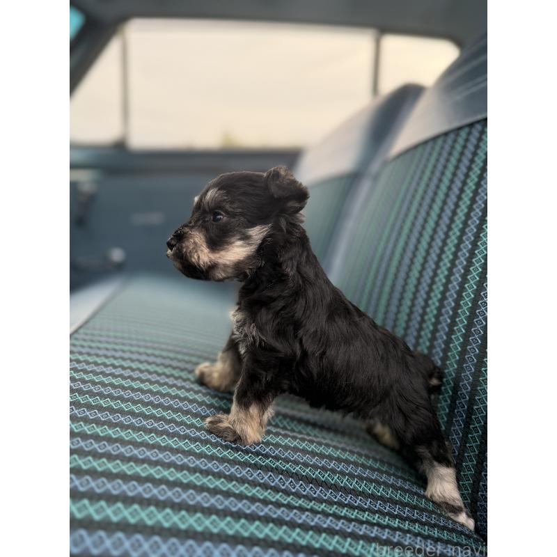 販売中の福岡県のミニチュアシュナウザー-423934の6枚目