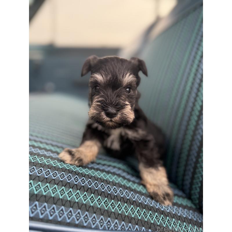 販売中の福岡県のミニチュアシュナウザー-423934の5枚目