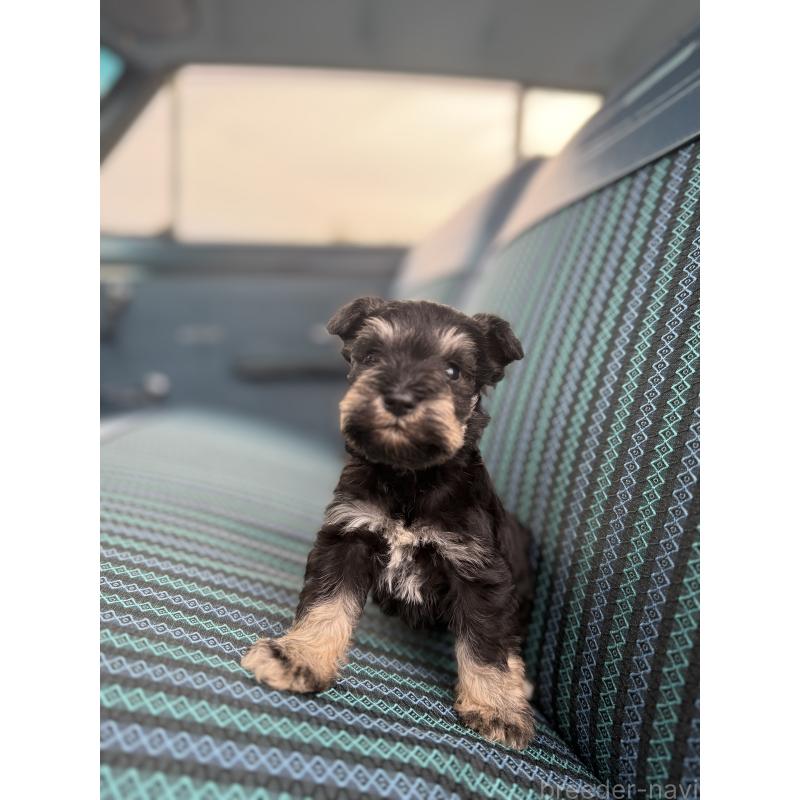 販売中の福岡県のミニチュアシュナウザー-423934の4枚目