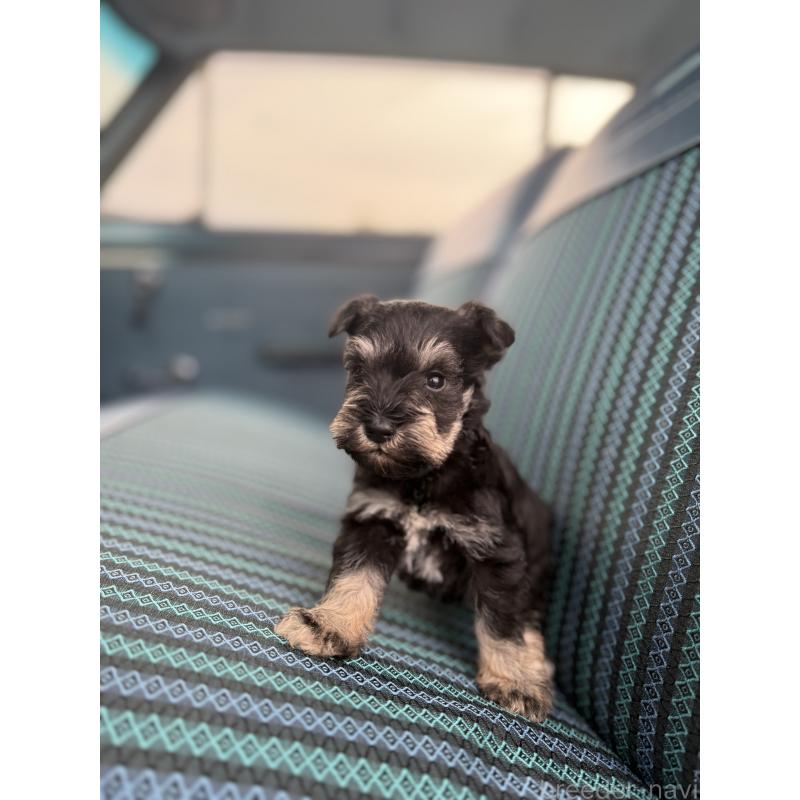 販売中の福岡県のミニチュアシュナウザー-423934の3枚目