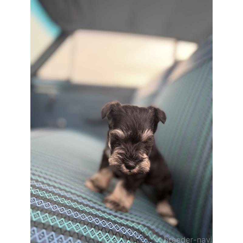 販売中の福岡県のミニチュアシュナウザー-423934の2枚目