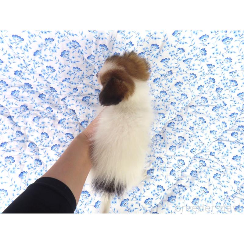 成約済の千葉県のパピヨン-416478の5枚目