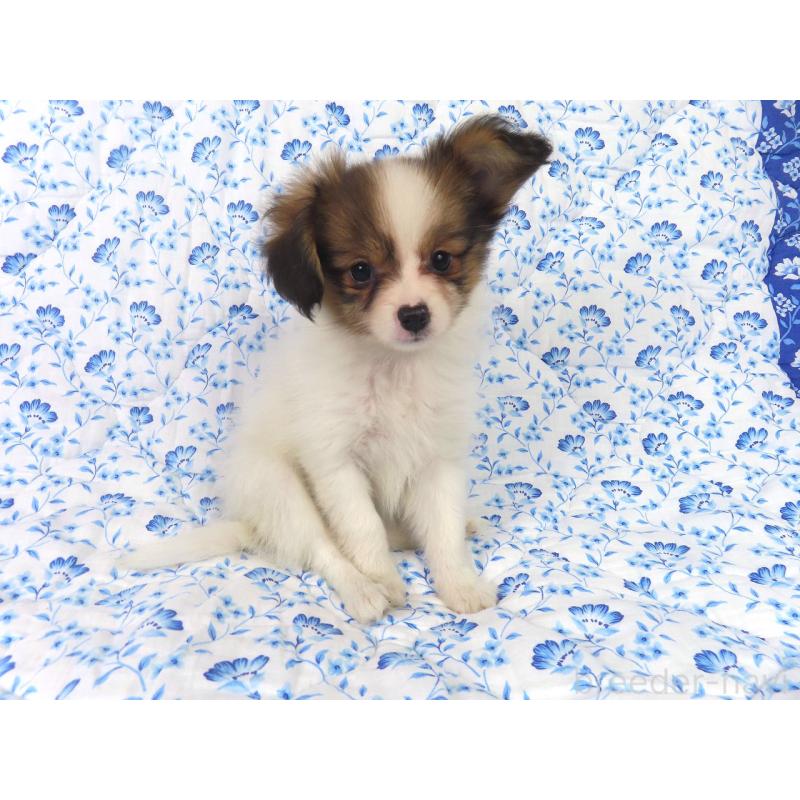 成約済の千葉県のパピヨン-416478の4枚目