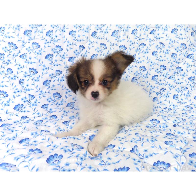 成約済の千葉県のパピヨン-416478の3枚目