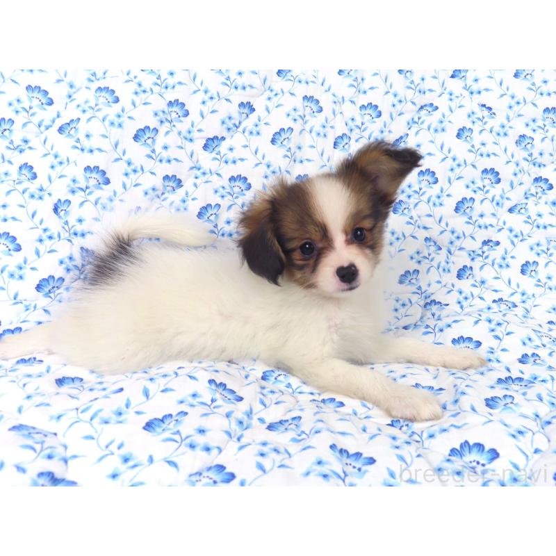 成約済の千葉県のパピヨン-416478の2枚目