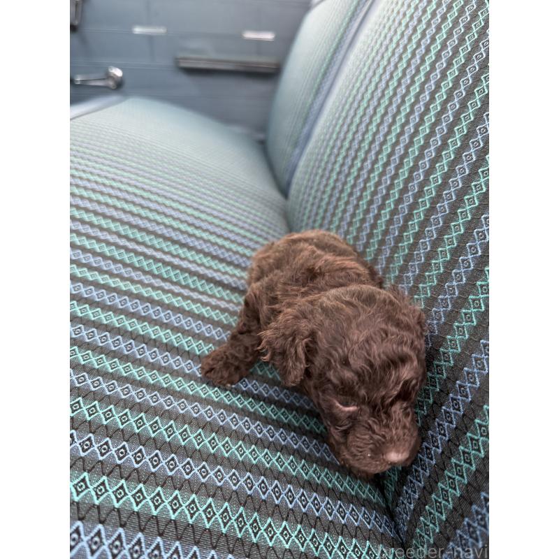 販売中の福岡県のトイプードル-423935の6枚目