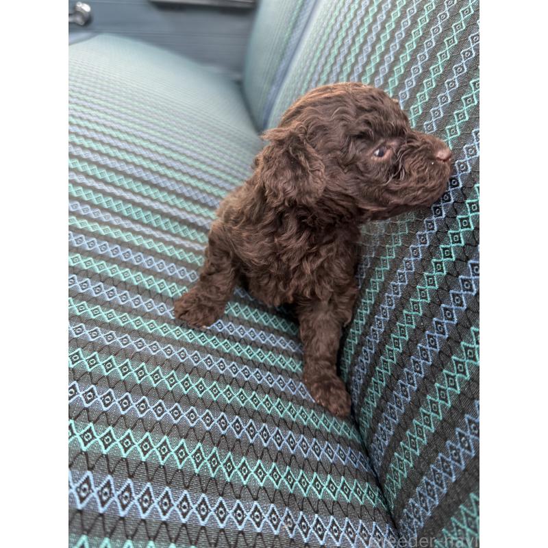 販売中の福岡県のトイプードル-423935の5枚目