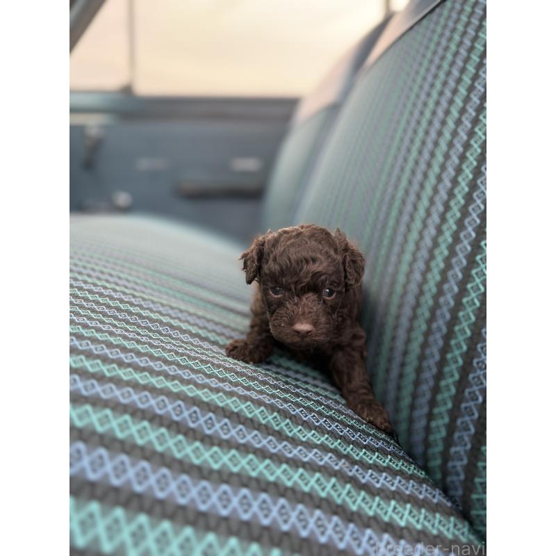 販売中の福岡県のトイプードル-423935の4枚目