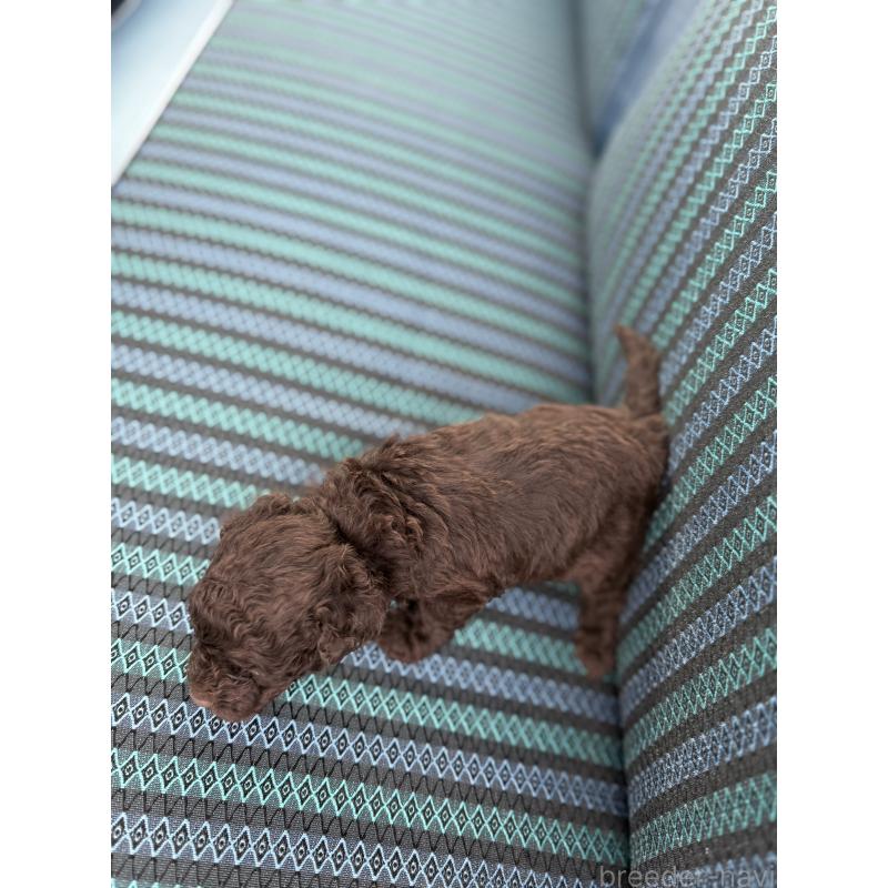 販売中の福岡県のトイプードル-423935の3枚目