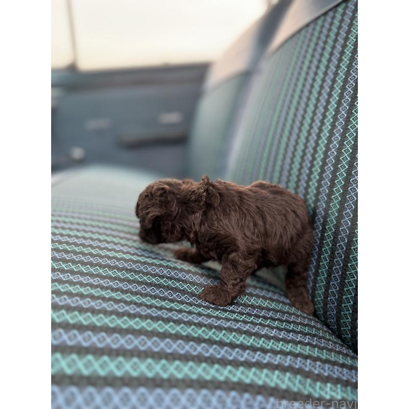 販売中の福岡県のトイプードル-423935の2枚目