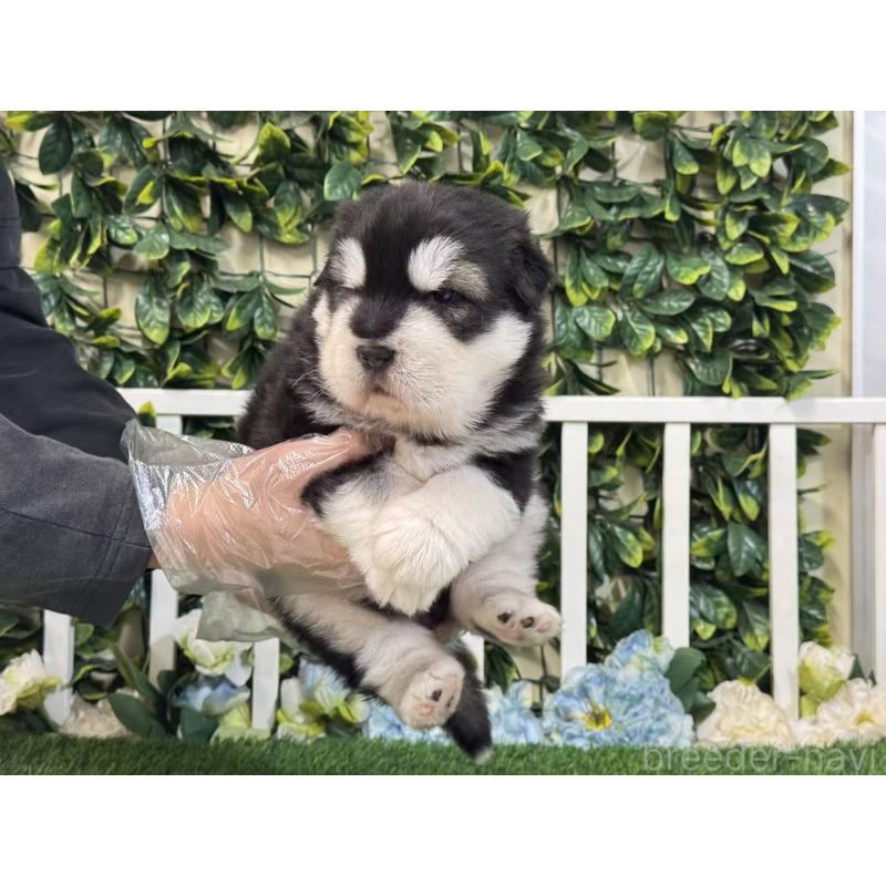 販売中の茨城県のアラスカンマラミュート-423936の5枚目