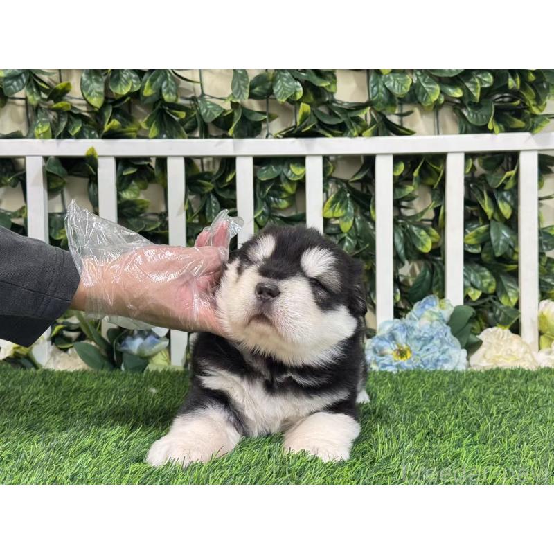 販売中の茨城県のアラスカンマラミュート-423936の4枚目