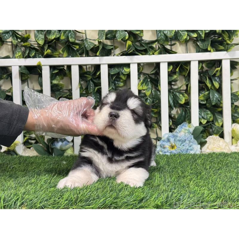 販売中の茨城県のアラスカンマラミュート-423936の3枚目