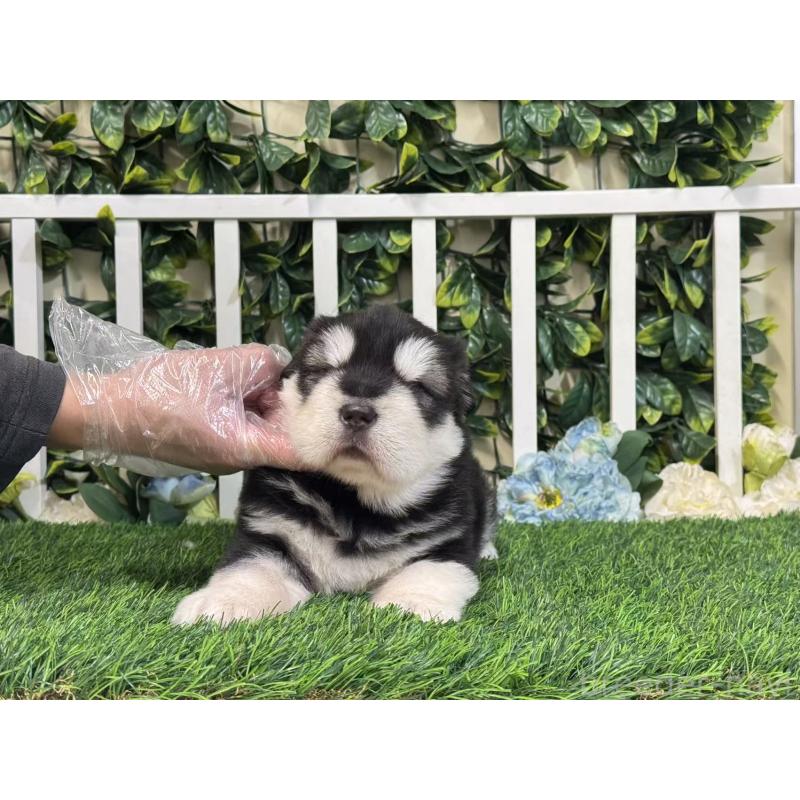 販売中の茨城県のアラスカンマラミュート-423936の2枚目