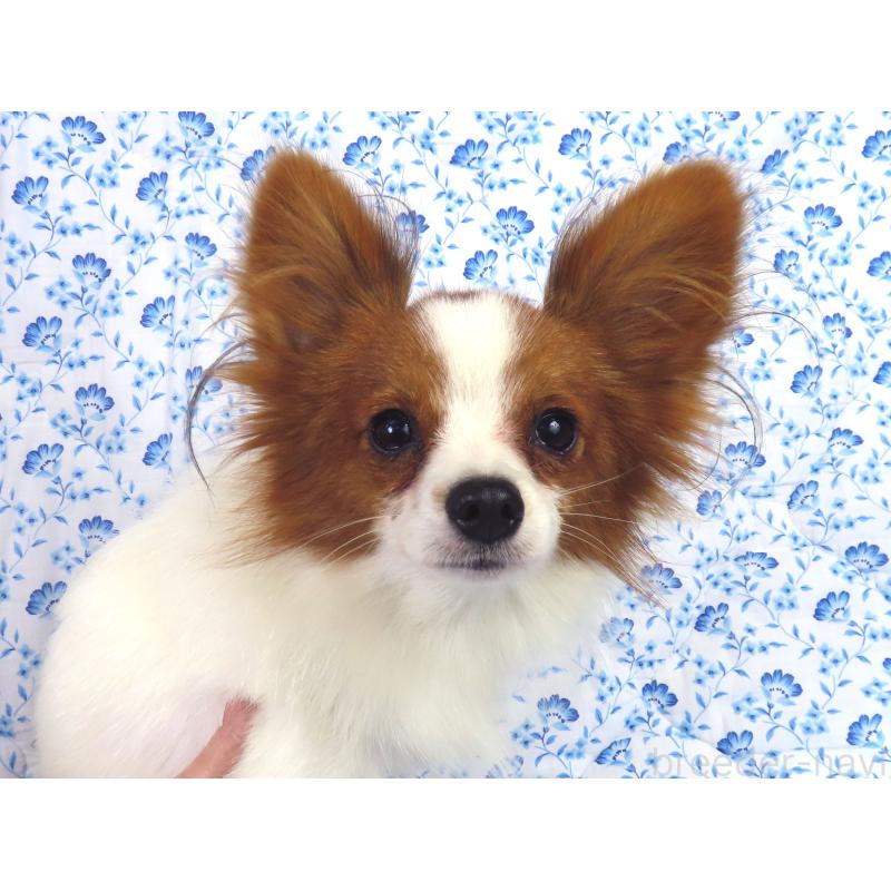 ヨックくん1枚目