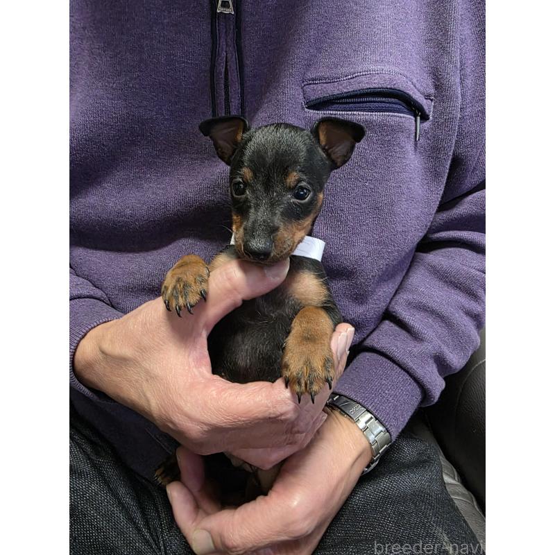 販売中の静岡県のトイマンチェスターテリア-420654の3枚目