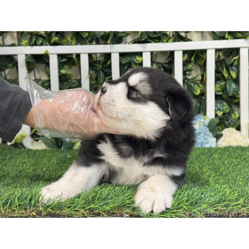 販売中の茨城県のアラスカンマラミュート-423937の5枚目