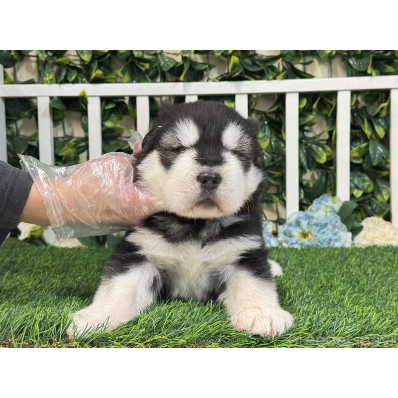 販売中の茨城県のアラスカンマラミュート-423937の4枚目