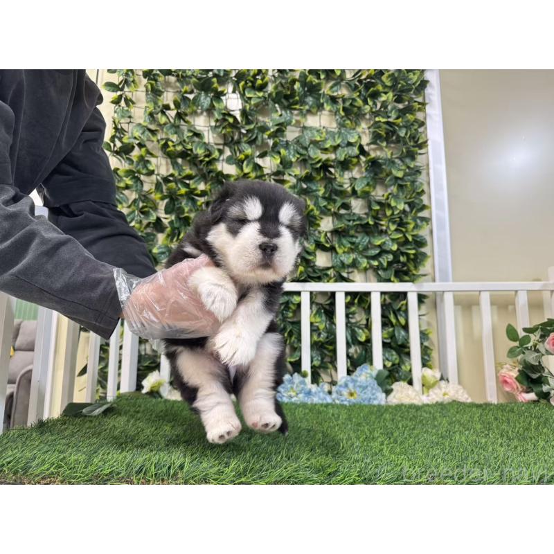 販売中の茨城県のアラスカンマラミュート-423937の3枚目