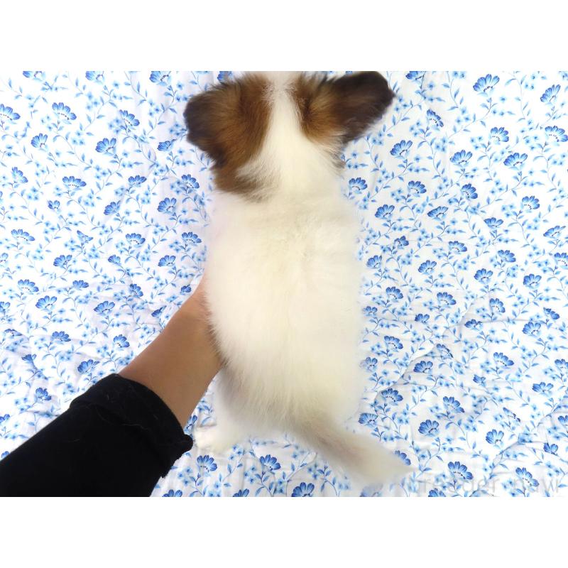 販売中の千葉県のパピヨン-416474の5枚目