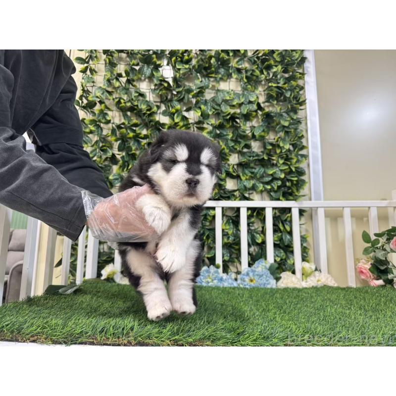 販売中の茨城県のアラスカンマラミュート-423937の2枚目