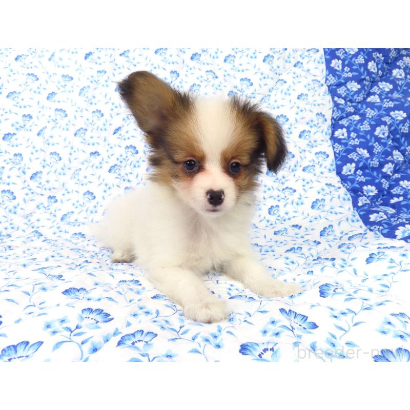 販売中の千葉県のパピヨン-416474の4枚目