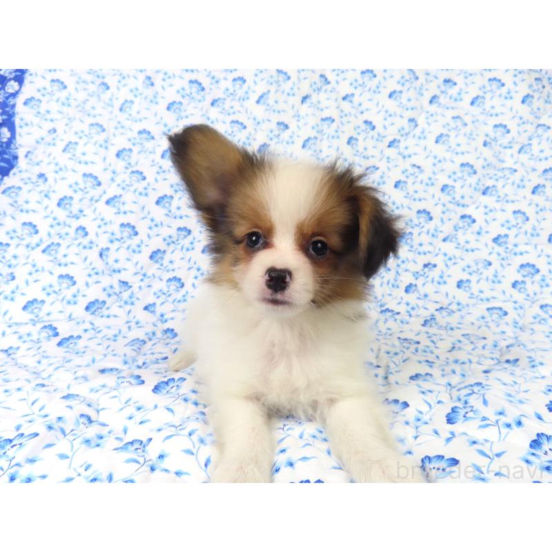 販売中の千葉県のパピヨン-416474の3枚目