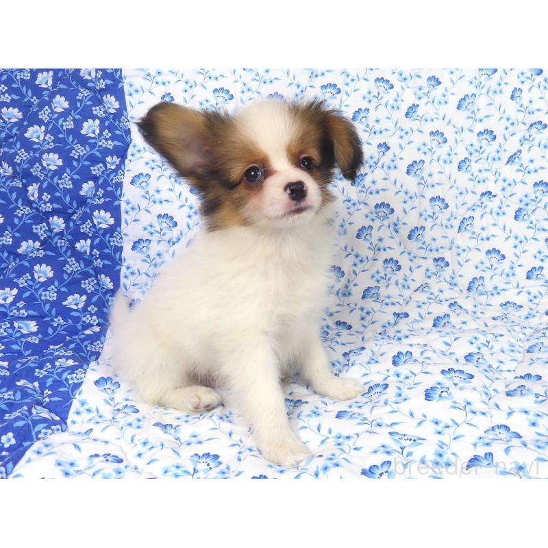 販売中の千葉県のパピヨン-416474の2枚目