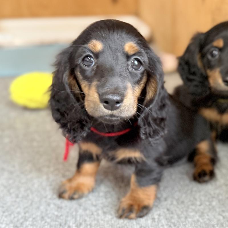 販売中の埼玉県のミニチュアダックスフンド(ロングヘアード)-422543