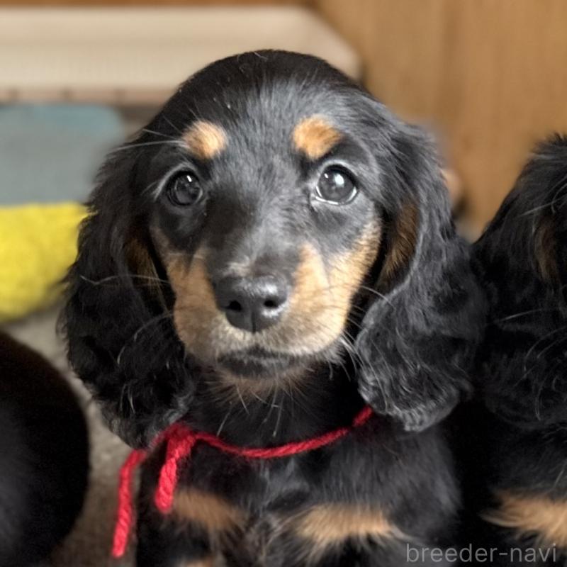 販売中の埼玉県のミニチュアダックスフンド(ロングヘアード)-422543の8枚目