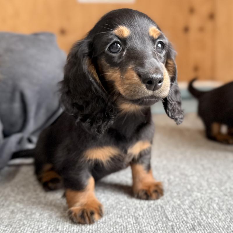 販売中の埼玉県のミニチュアダックスフンド(ロングヘアード)-422543の7枚目