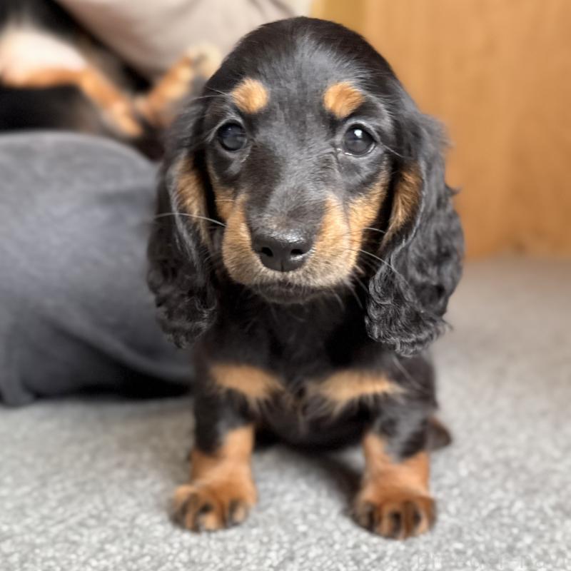 販売中の埼玉県のミニチュアダックスフンド(ロングヘアード)-422543の5枚目