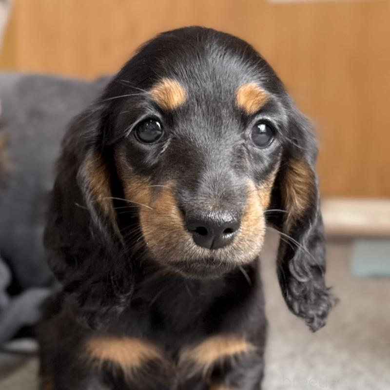 販売中の埼玉県のミニチュアダックスフンド(ロングヘアード)-422543の4枚目