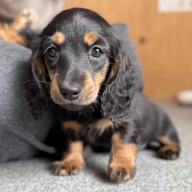 販売中の埼玉県のミニチュアダックスフンド(ロングヘアード)-422543の2枚目