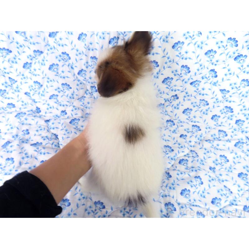 販売中の千葉県のパピヨン-416475の5枚目