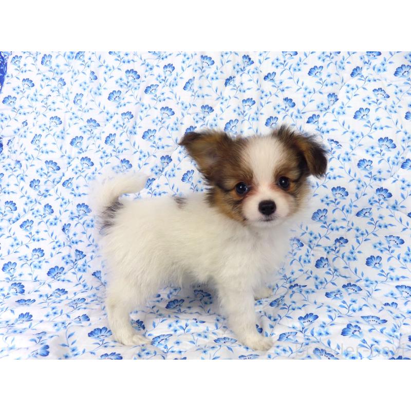 販売中の千葉県のパピヨン-416475の4枚目