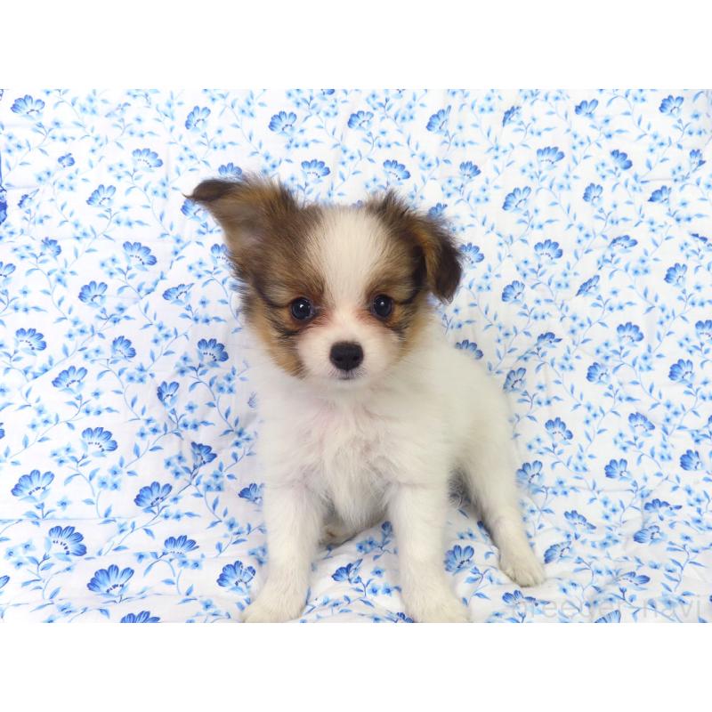 販売中の千葉県のパピヨン-416475の3枚目