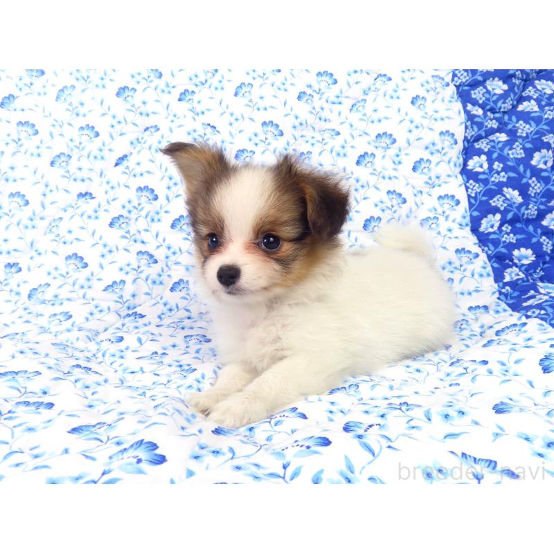 販売中の千葉県のパピヨン-416475の2枚目