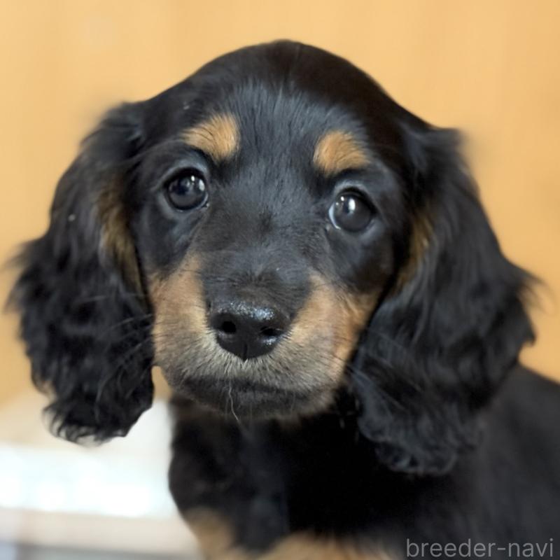 販売中の埼玉県のミニチュアダックスフンド(ロングヘアード)-422541の7枚目