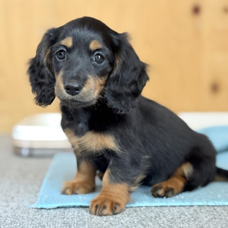 販売中の埼玉県のミニチュアダックスフンド(ロングヘアード)-422541の1枚目